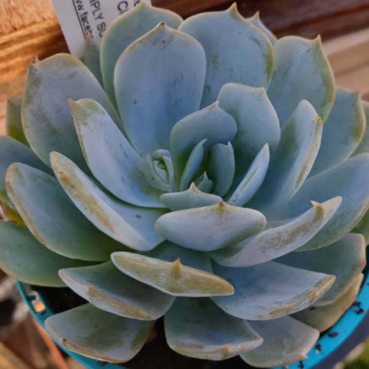 plant image 1184888