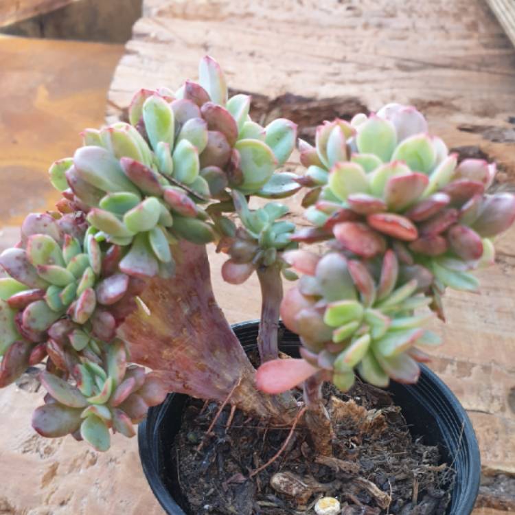 plant image 1188220