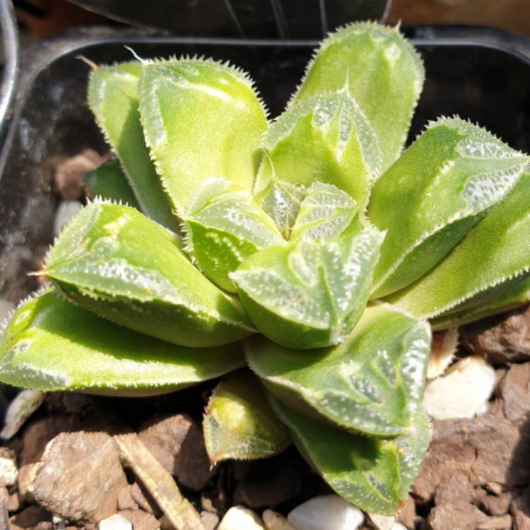 plant image 1223288