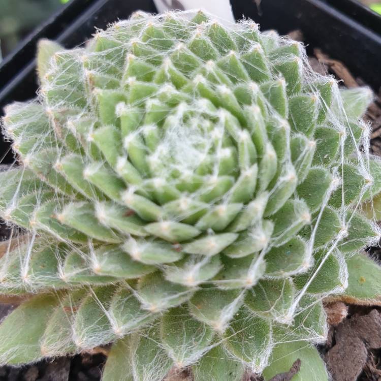 plant image 1227065