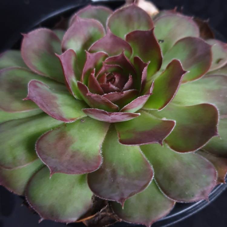 plant image 1230011