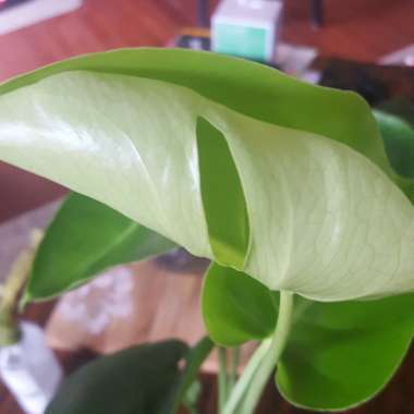 Monstera deliciosa