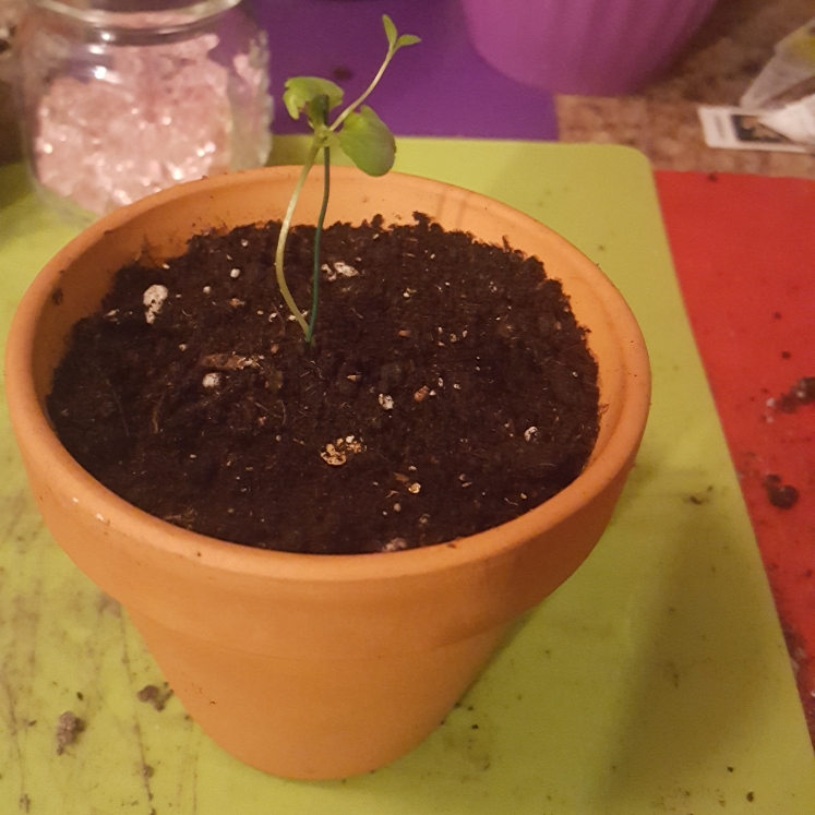 Plant image Punica Granatum 'Wonderful'