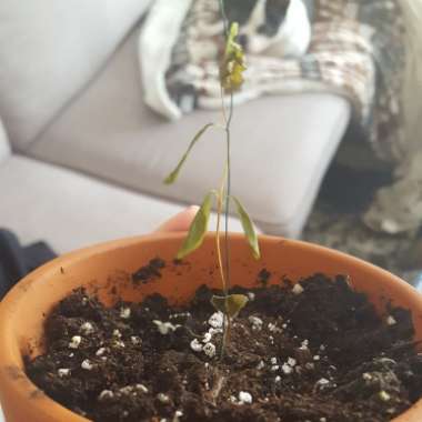 Punica Granatum 'Wonderful'