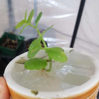 Kalanchoe