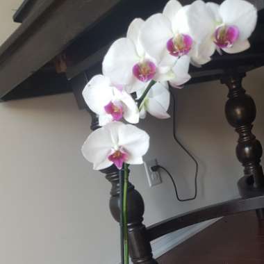 Phalaenopsis