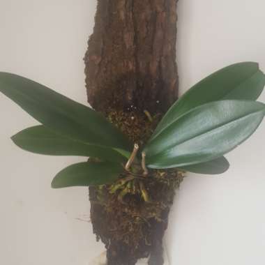 Phalaenopsis