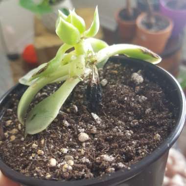 Echeveria