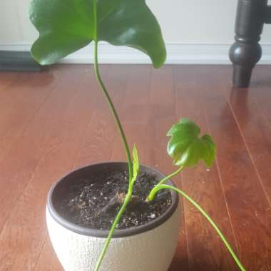 Thaumatophyllum xanadu syn. Philodendron xanadu, Philodendron 'Xanadu', Philodendron 'Winterbourn'