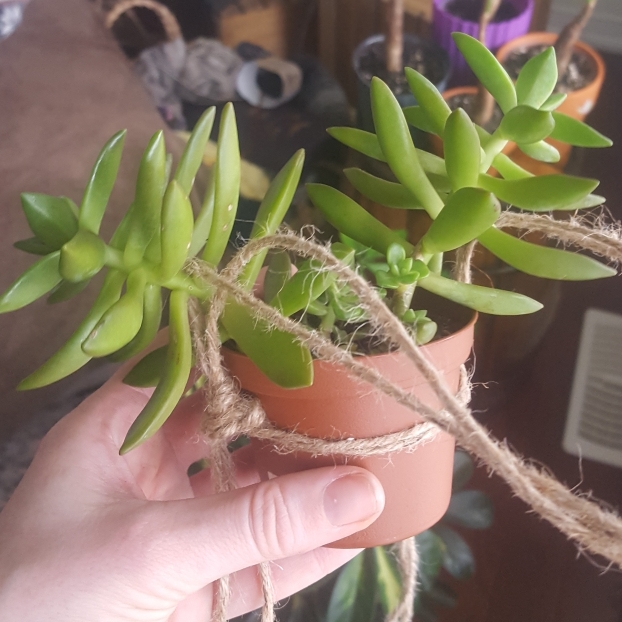plant image 940063