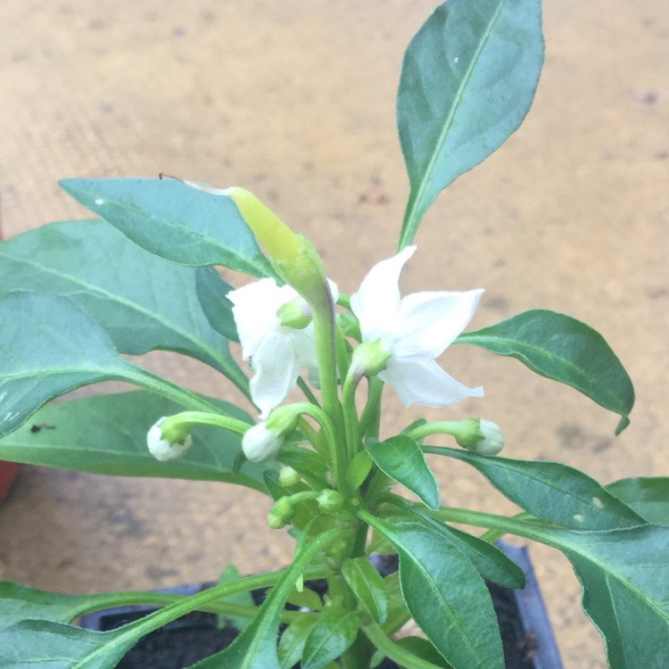 Plant image Capsicum Annuum 'Medusa'