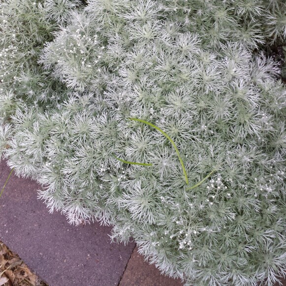 Wormwood 'Lambrook Silver'