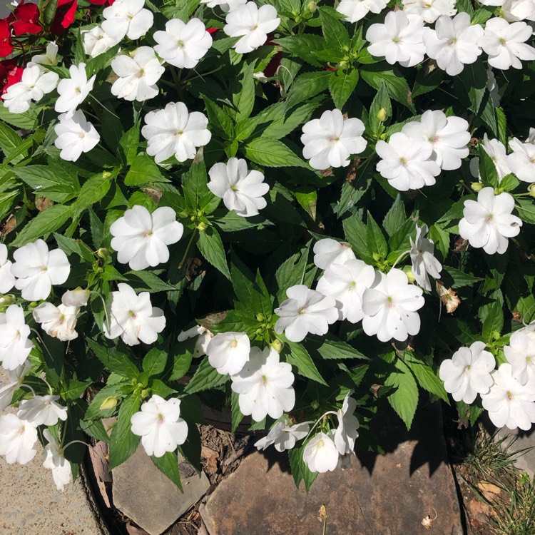 Plant image Impatiens Hawkerii 'Sunpatiens'