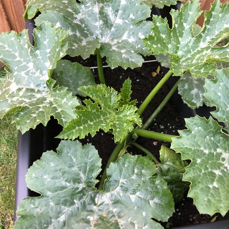 plant image 1069053 plant image 1069053