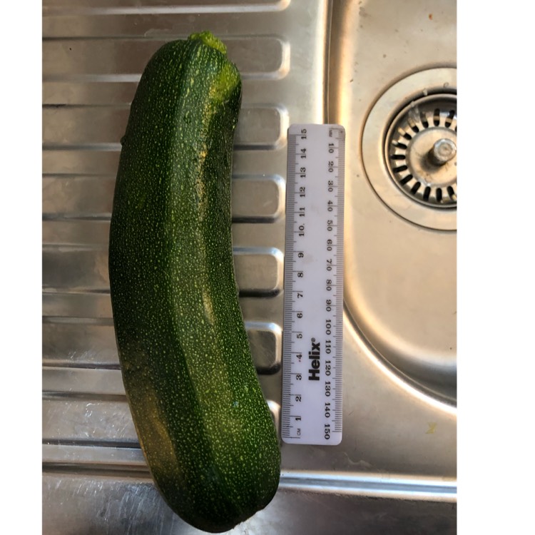 Plant image Cucurbita Pepo var. Cylindrica 'Black Beauty'