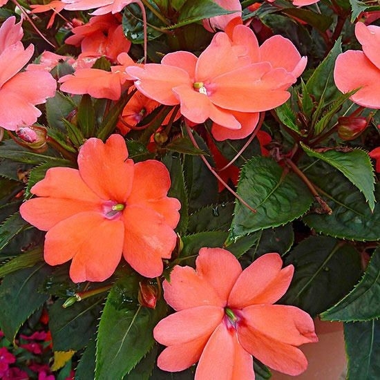 Plant image Pelargonium 'Maverick Orange' (Maverick Series)