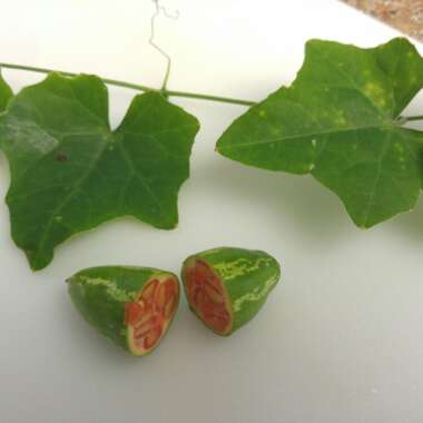 Cucamelon