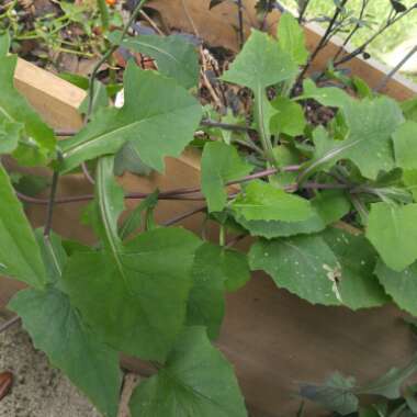 Linda's garden