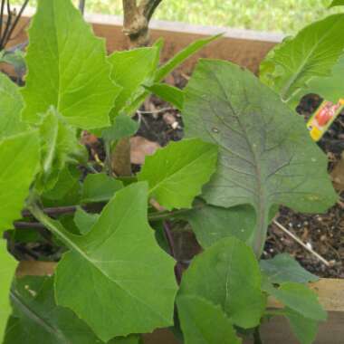 Linda's garden