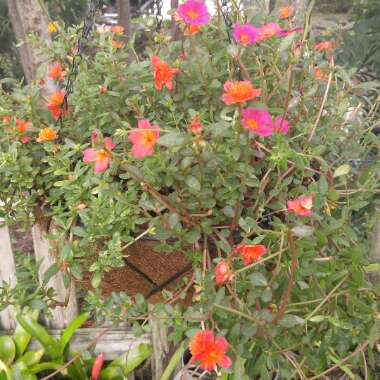 Linda's garden