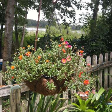 Purslane