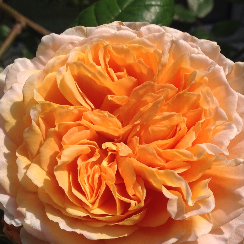 Plant image Rosa 'Ausles' syn. Rosa 'Charles Austin'