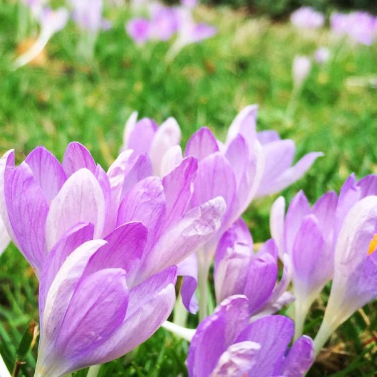 Plant image Crocus vernus