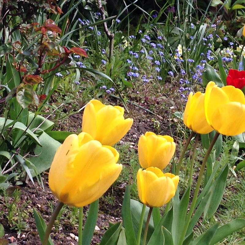 Plant image Tulipa 'Calimero'