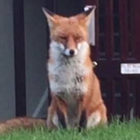 Nick's garden