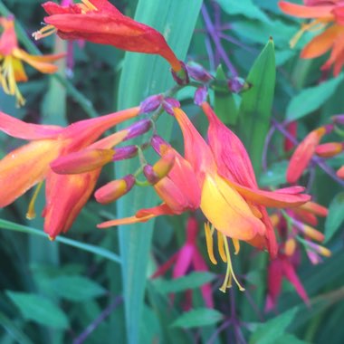 Montbretia