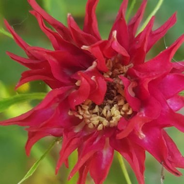 Nick's garden