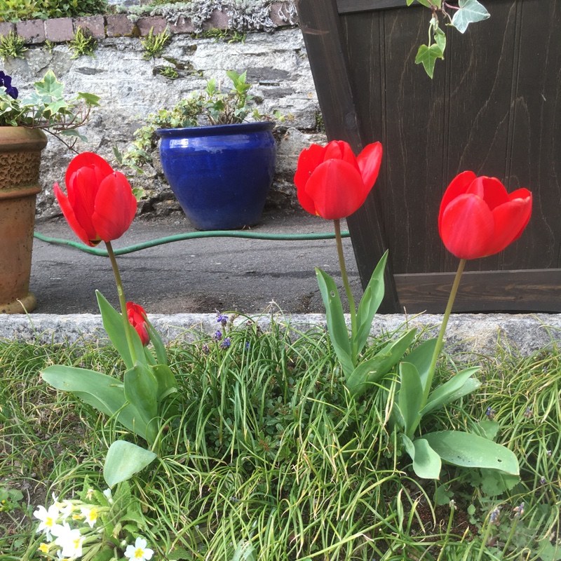 Plant image Tulipa 'Sun Lover'