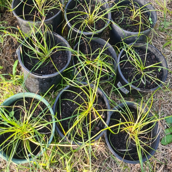 Plant image Ophiopogon