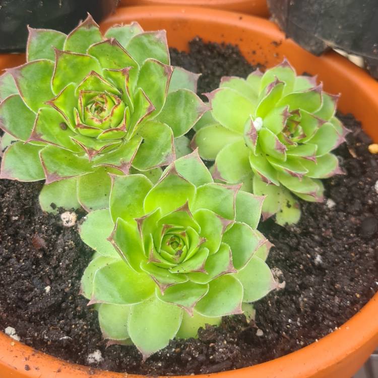 Plant image Sempervivum Tectorum Boutignyanum