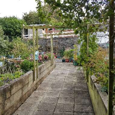 Layton 's garden