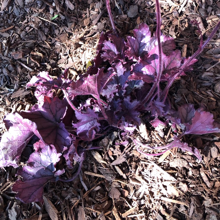plant image 1188294