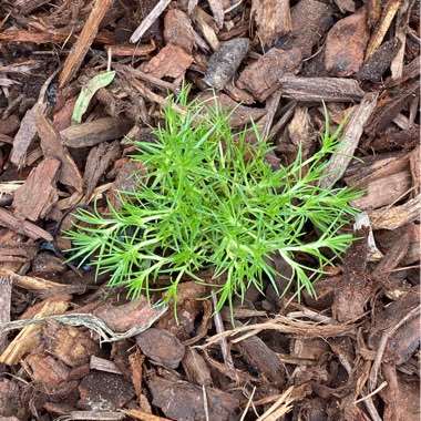 Cushion Bush