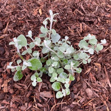 Liquorice Plant