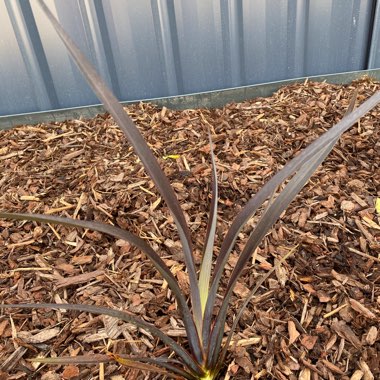 Layzy's plant
