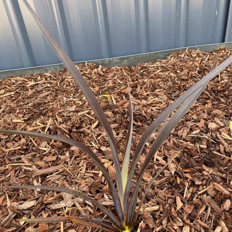 plant image 1196056