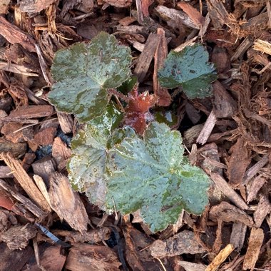 Alumroot 'Palace Purple'