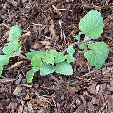 Layzy's plant