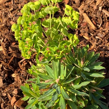Martin's Spurge 'Tiny Tim'