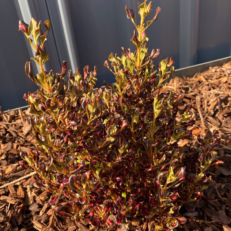 Plant image Coprosma 'Pacific Sunset'