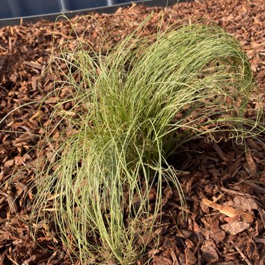 New Zealand Hairy Sedge 'Frosted Curls'