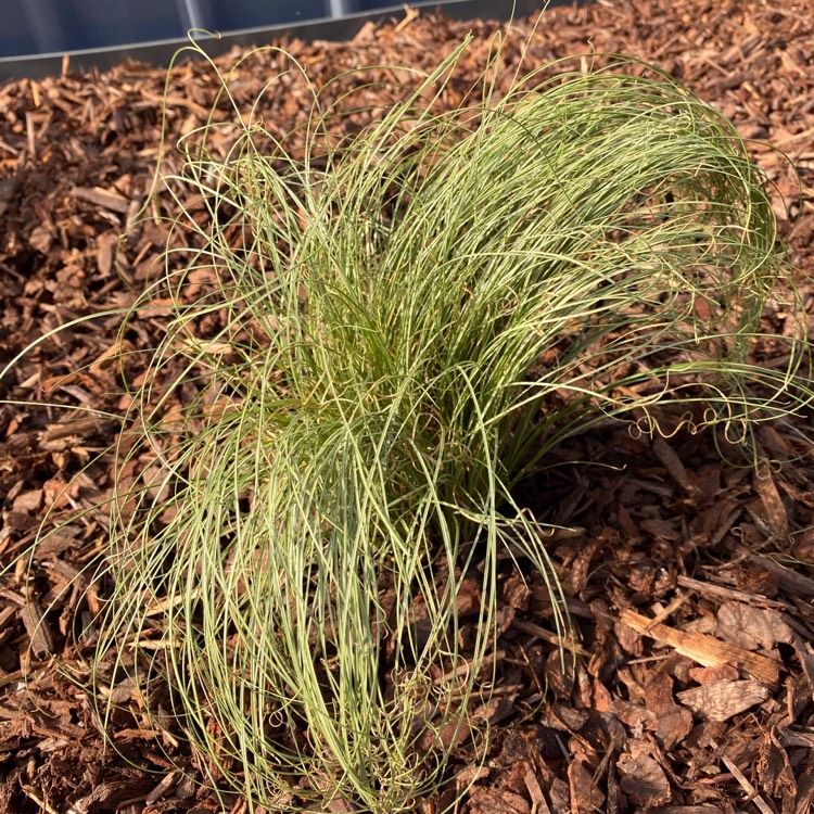 plant image 1196064