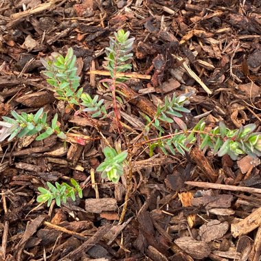 Layzy's plant