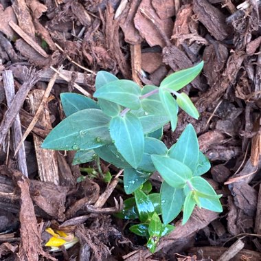 Diggers Speedwell