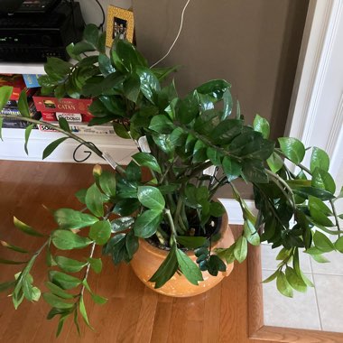 Zamioculcas zamiifolia 'Variegated'