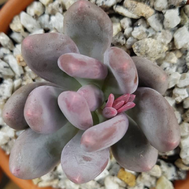 plant image 823260